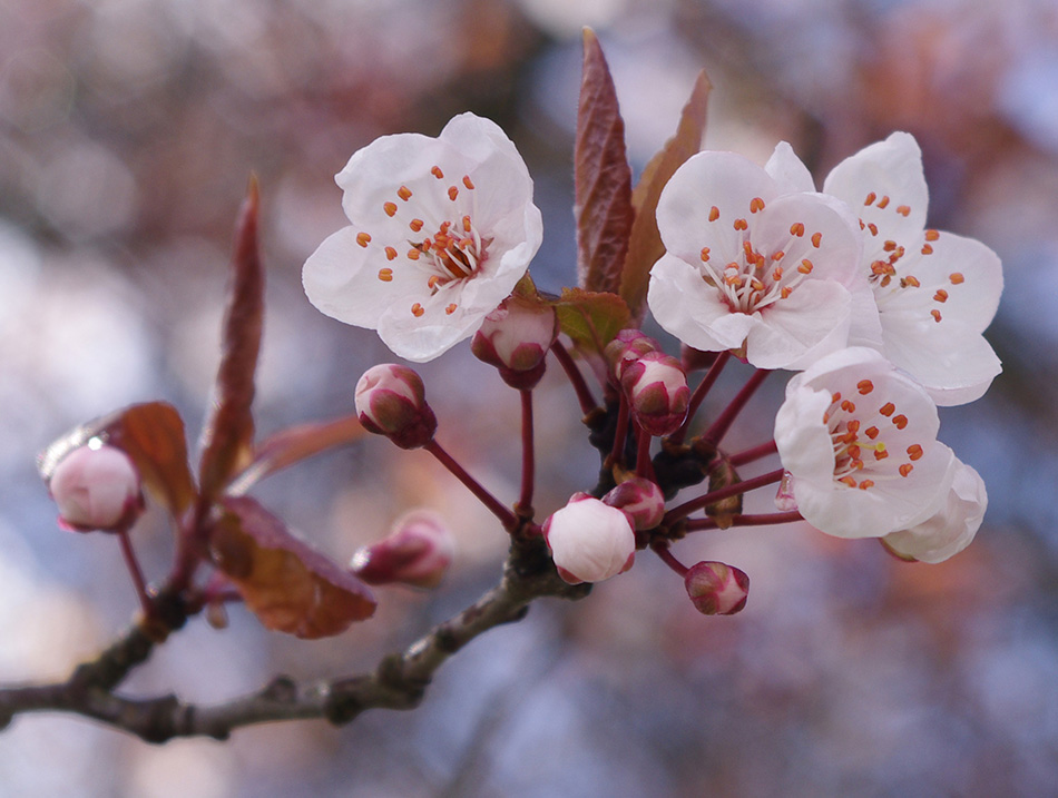 Cherry Blossom fest spring in LA Daily Trojan