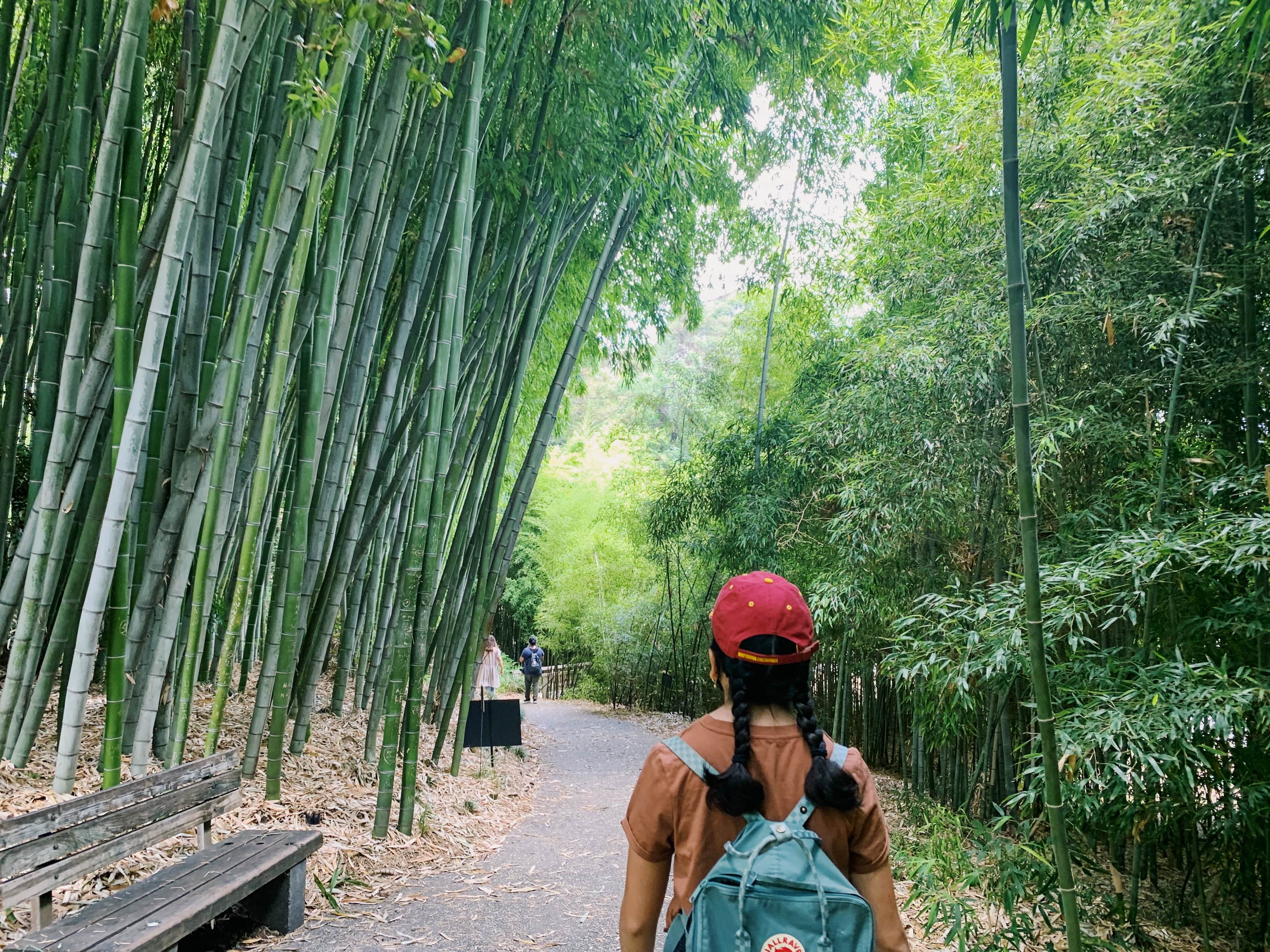 Person walking through bamboo forest