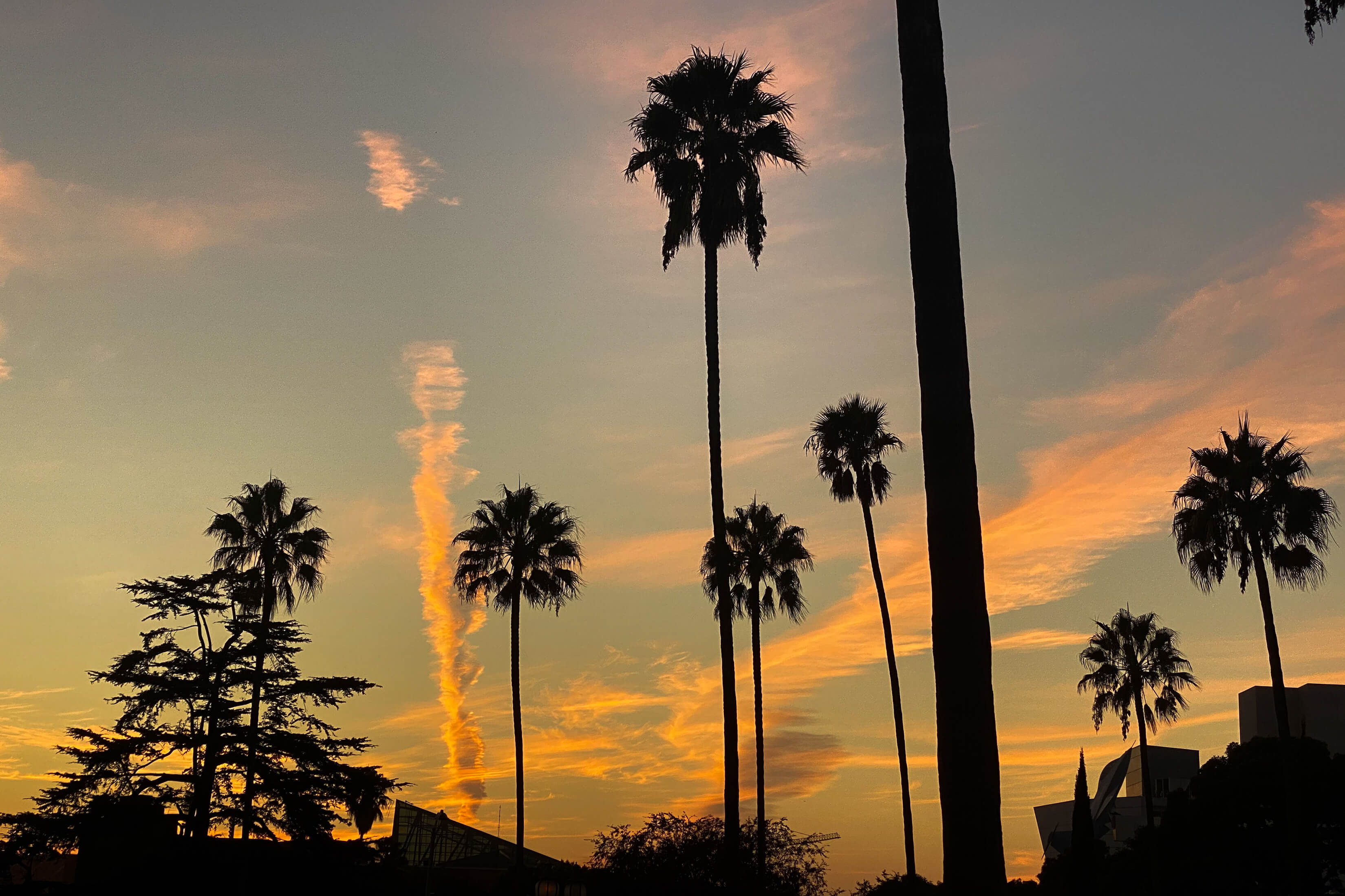 Orange-blue sky with palm tree silhouettes