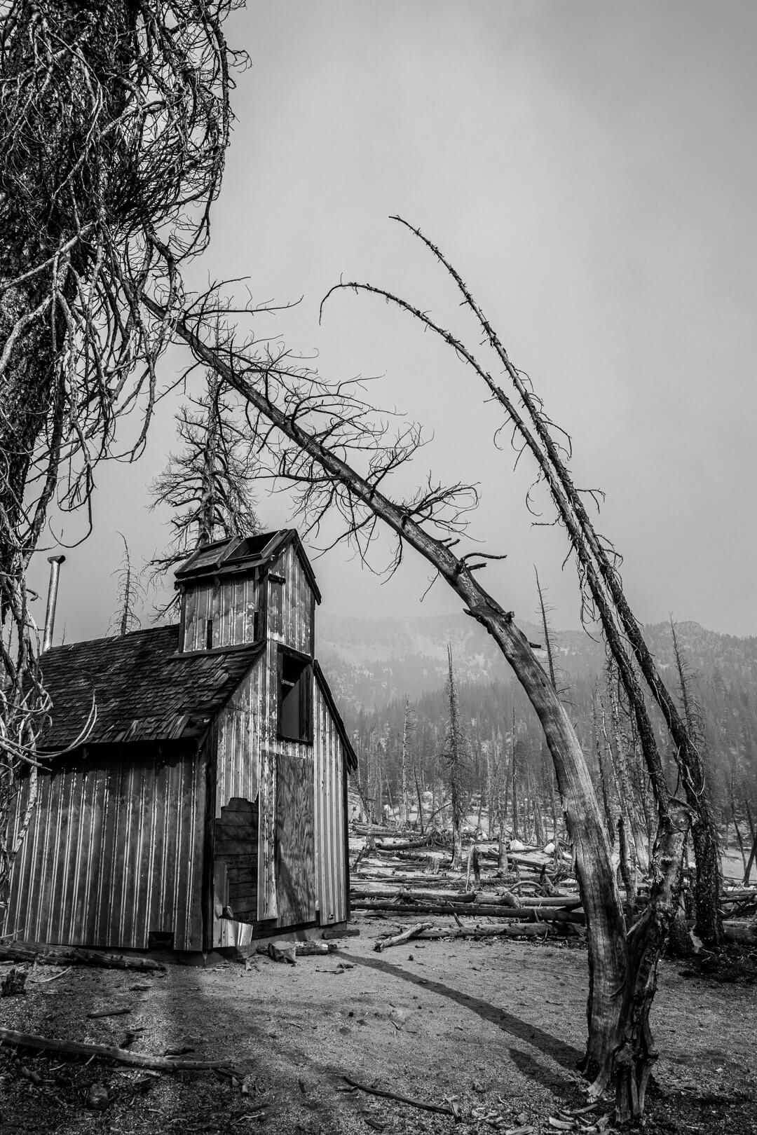 Dried or burnt trees next to a house