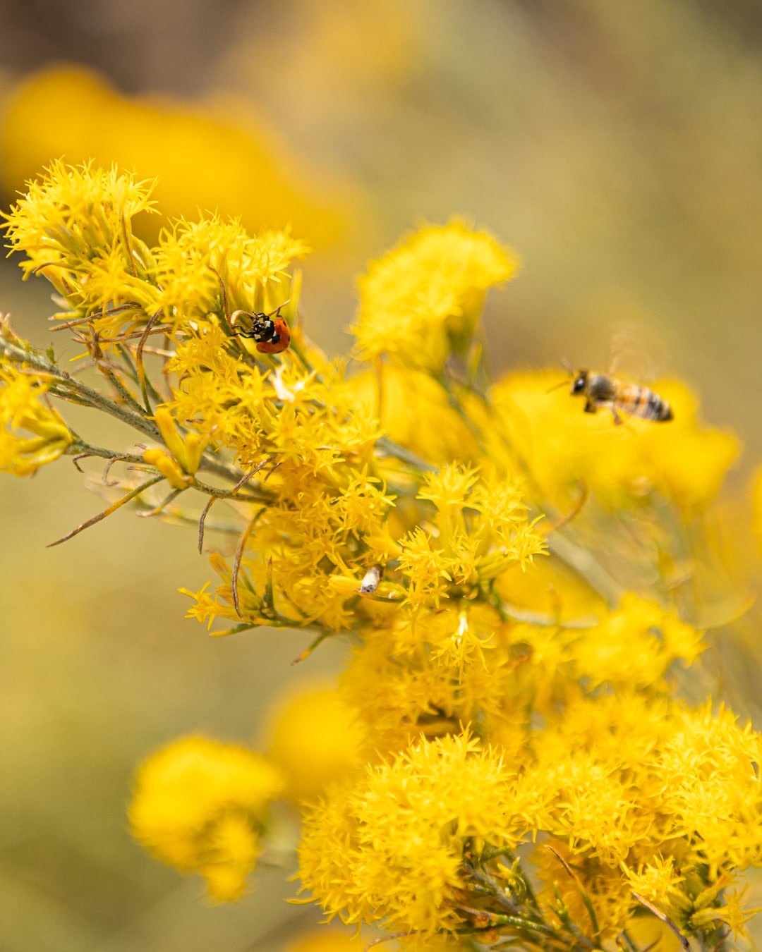 Bee and ladybug in yellow flowers