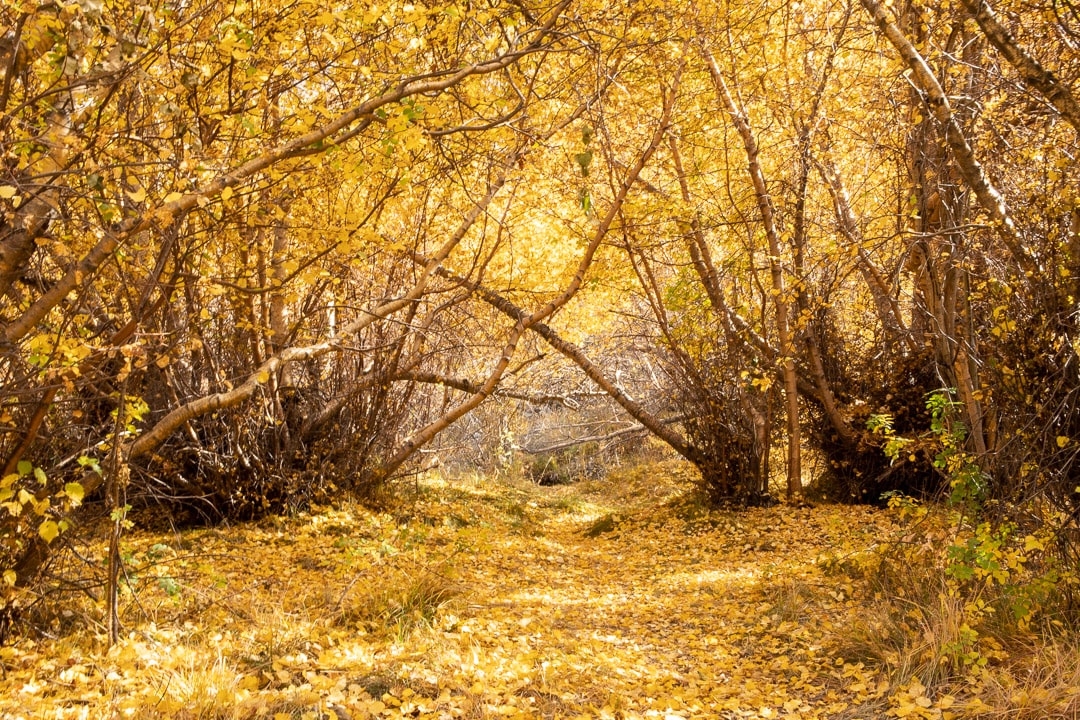 A pathway and canopy of yellow leaves and branches
