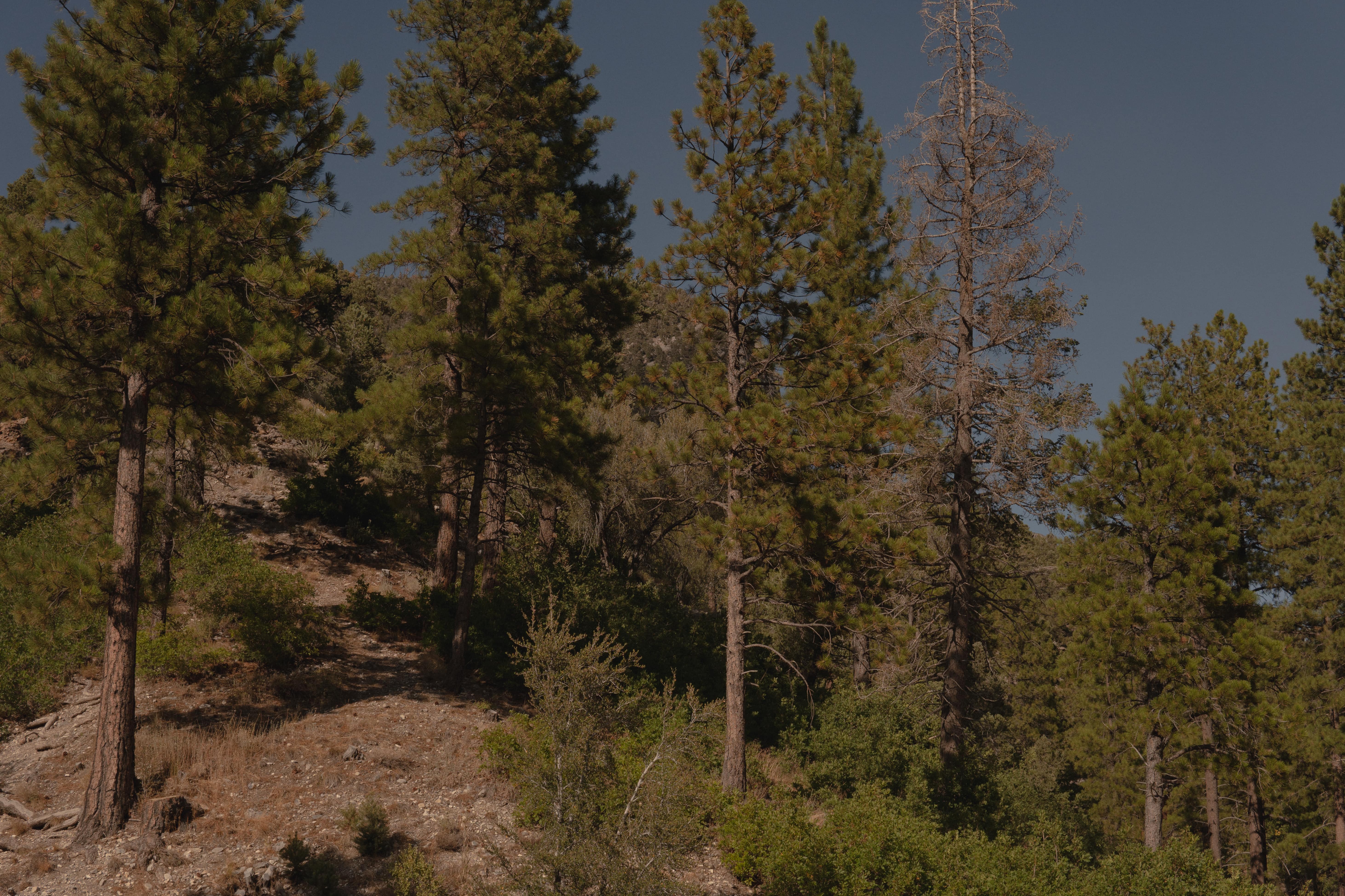 Trees on a hill