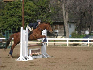 Showing off · Equestrian team member Annie Grove hurdles an obstacle at a show in 2008. The team has to make the most out of its practice time because the cost of equipment and time with the horses is expensive. - Photo courtesy of USC equestrian team