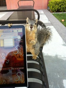 Nutty · USC Squirrels, which showcases the furry critters on campus, has received an overwhelmingly positive response among students.  - Courtesy of USC Squirrels 
