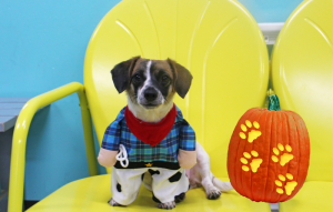 Photo from Dog Cafe LA It’s a ruff life · No terror, just terriers! This Halloween weekend The Dog Cafe will have costumed pups and coffee cups for guests looking to have a spectacularly spooky time with Halloween-themed goodies. 