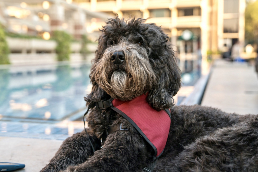 A close up of goldendoodle professor beau with a red scarf around his neck