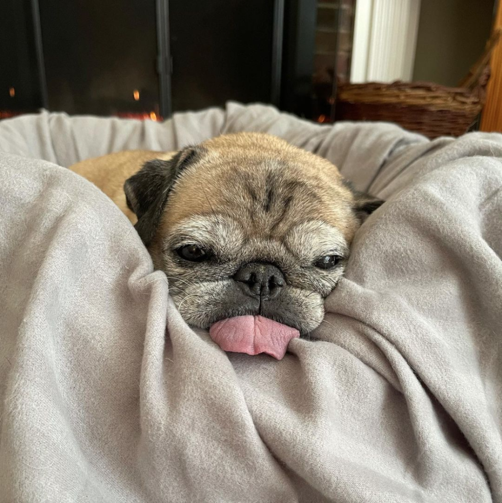 Photo of Noodles the dog laying his head on a dog bed.