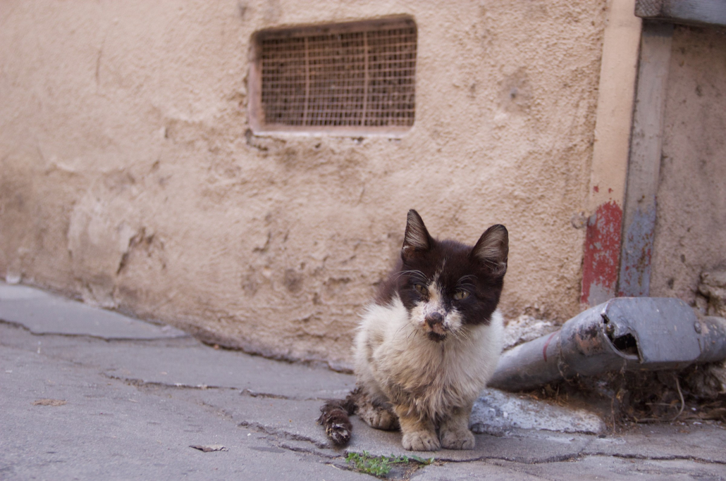 Patches, an unhoused cat, sitting in front of a building.