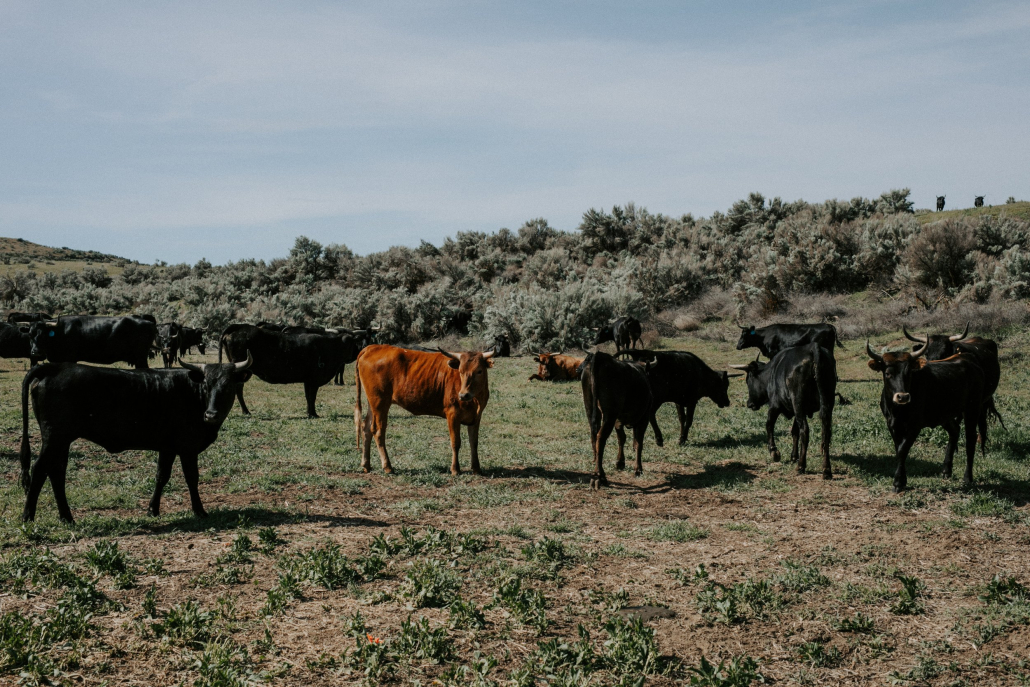 cows in a field