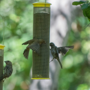 natural history museum bird feeders