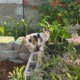 Sunshine the cat standing in the middle of the Peace Garden.