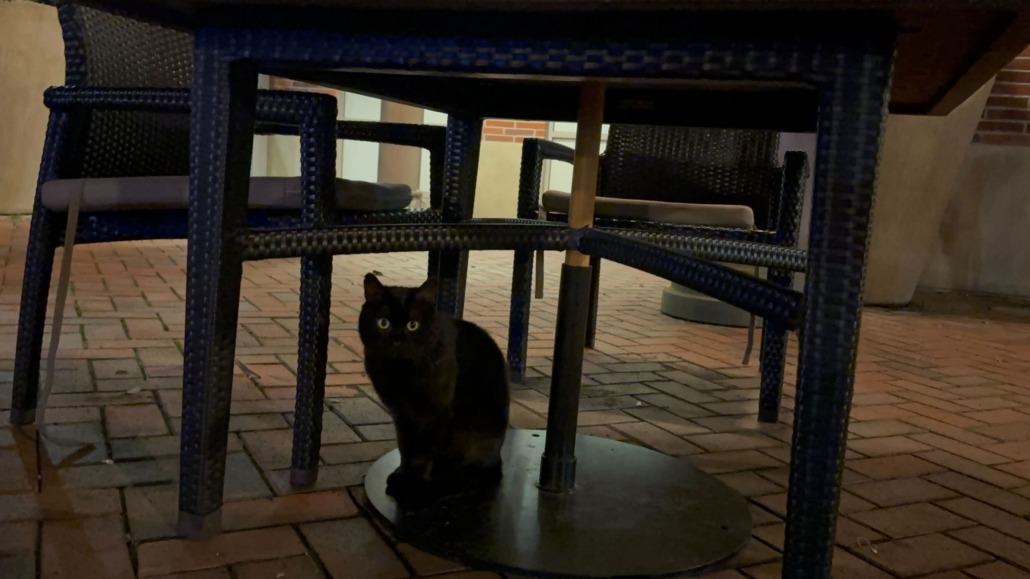 Sinta, the cat, is seen sitting under a table outside the Parkside dining hall waiting to be fed by students.