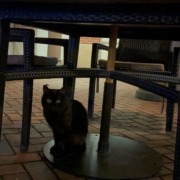 Sinta, the cat, is seen sitting under a table outside the Parkside dining hall waiting to be fed by students.