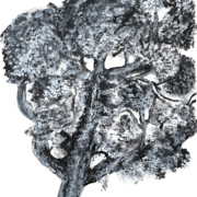 Black-and-white artwork of a large tree