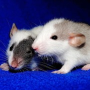 Two mice holding each other