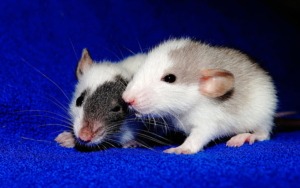Two mice holding each other