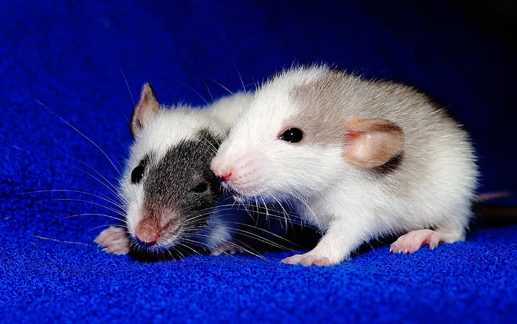 Two mice holding each other